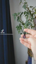 Load and play video in Gallery viewer, Amethyst Mini Pendant
